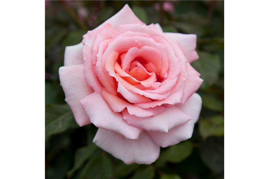 HYBRID TEA STD